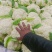 高原夏菜大量供应，需要的客商联系***********
