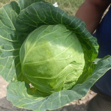 高原夏菜大量供应，需要的客商联系***********