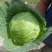 高原夏菜大量供应，需要的客商联系***********