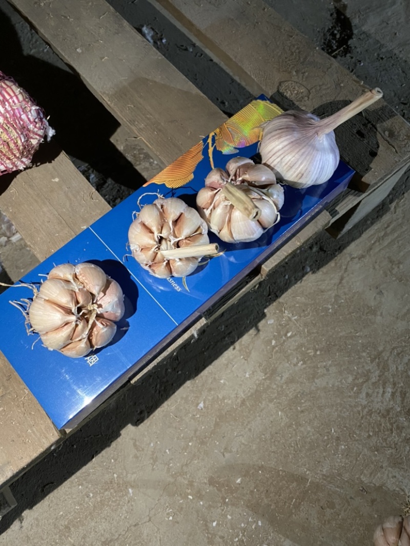 济南商河正宗宽叶大青稞蒜种