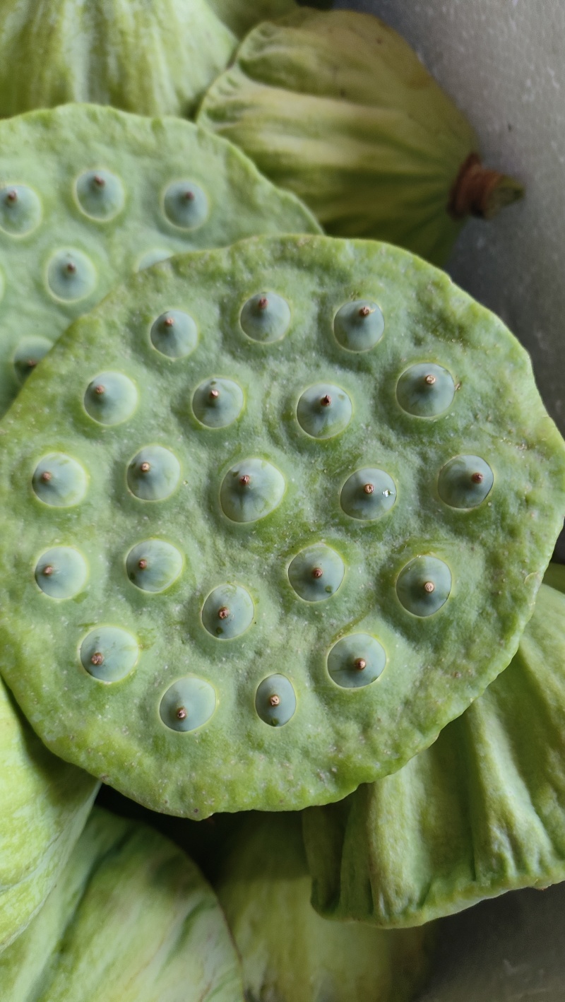 江西莲蓬水果莲蓬产地直销价格优惠