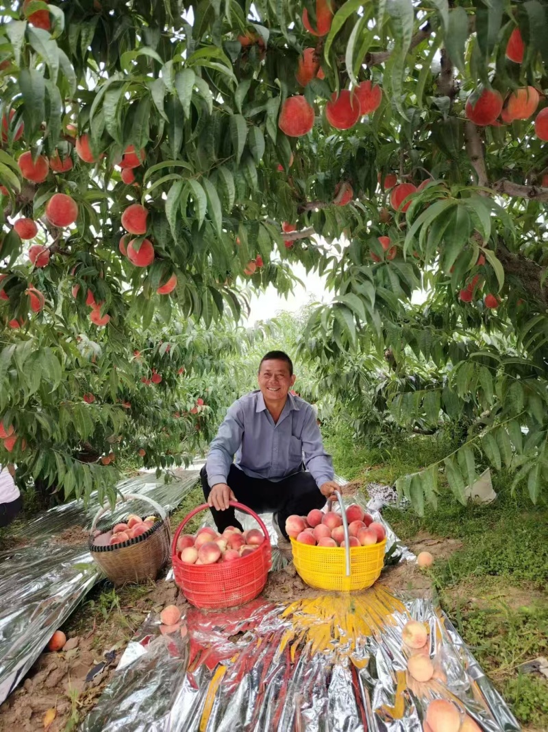 甘肃毛桃/北京七号.毛桃大量有货基地直供可视频看货热卖中