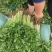 聊城精品香芹大量供应质优价廉对接各地市场