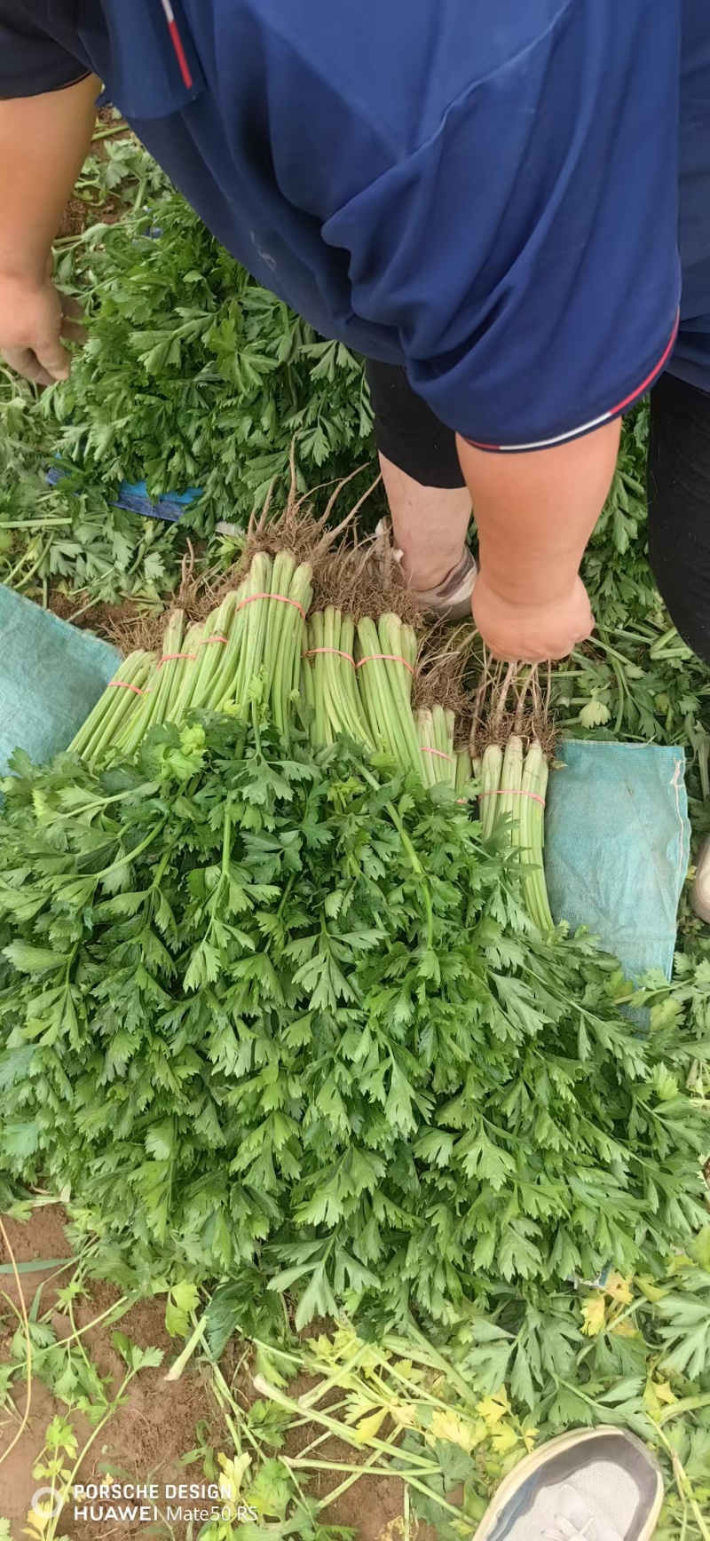 聊城精品香芹大量供应质优价廉对接各地市场