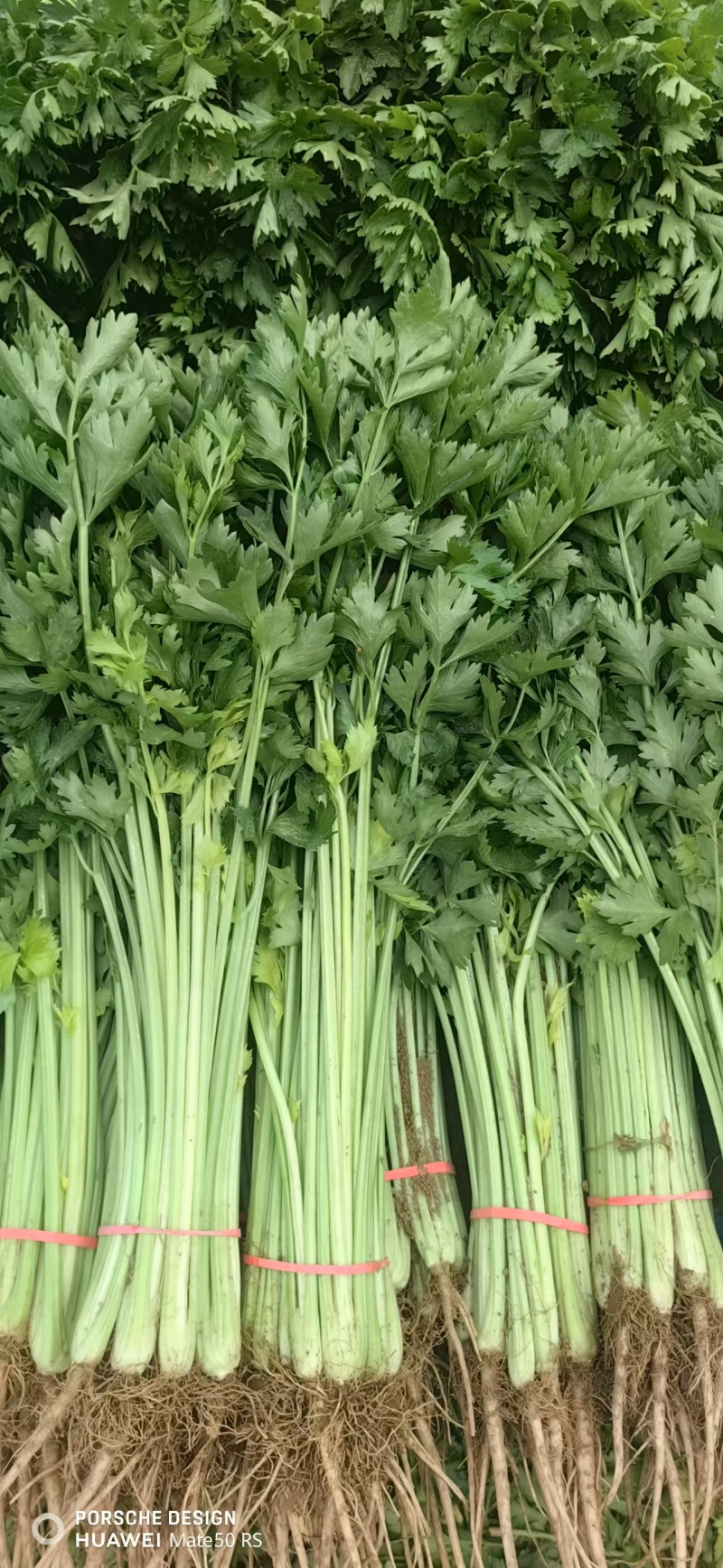 聊城精品香芹大量供应质优价廉对接各地市场