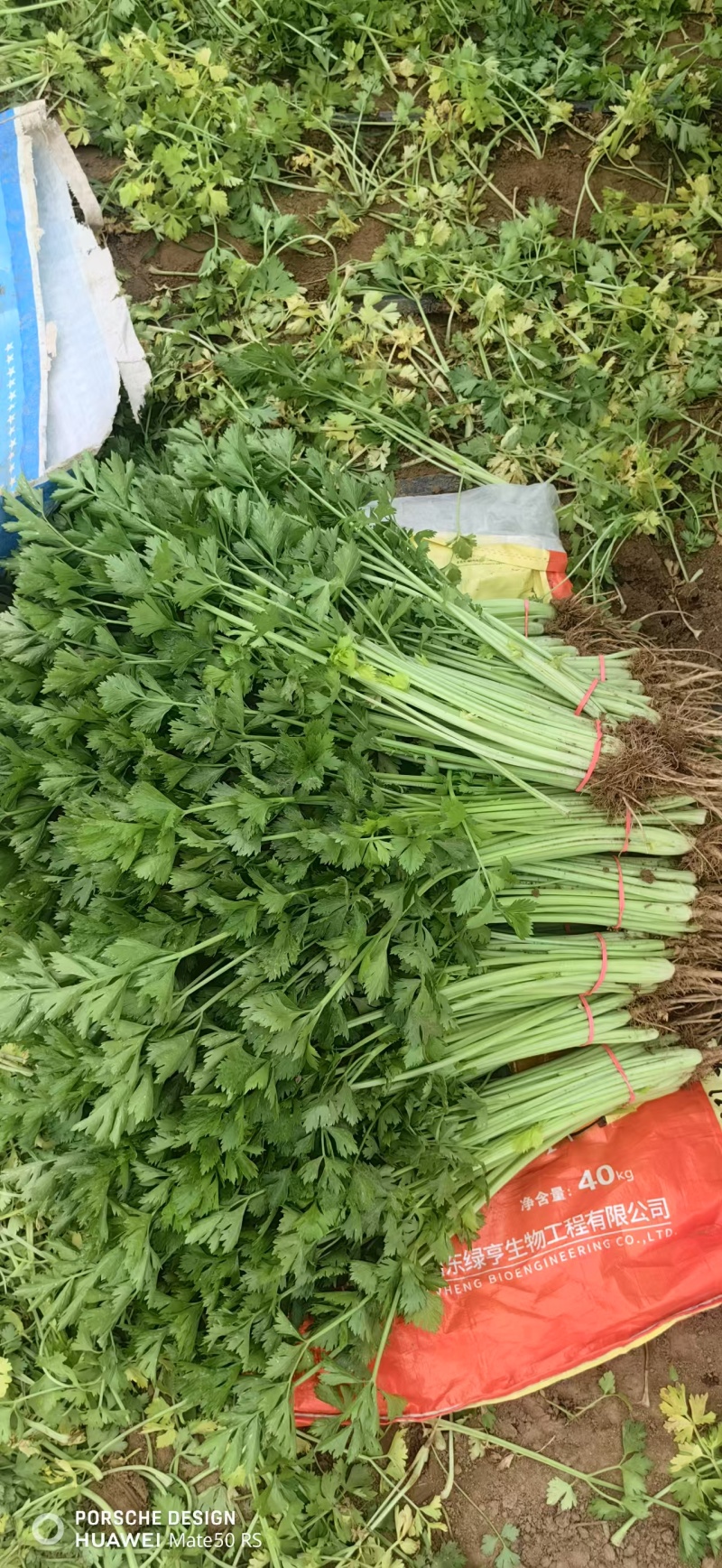 聊城精品香芹大量供应质优价廉对接各地市场