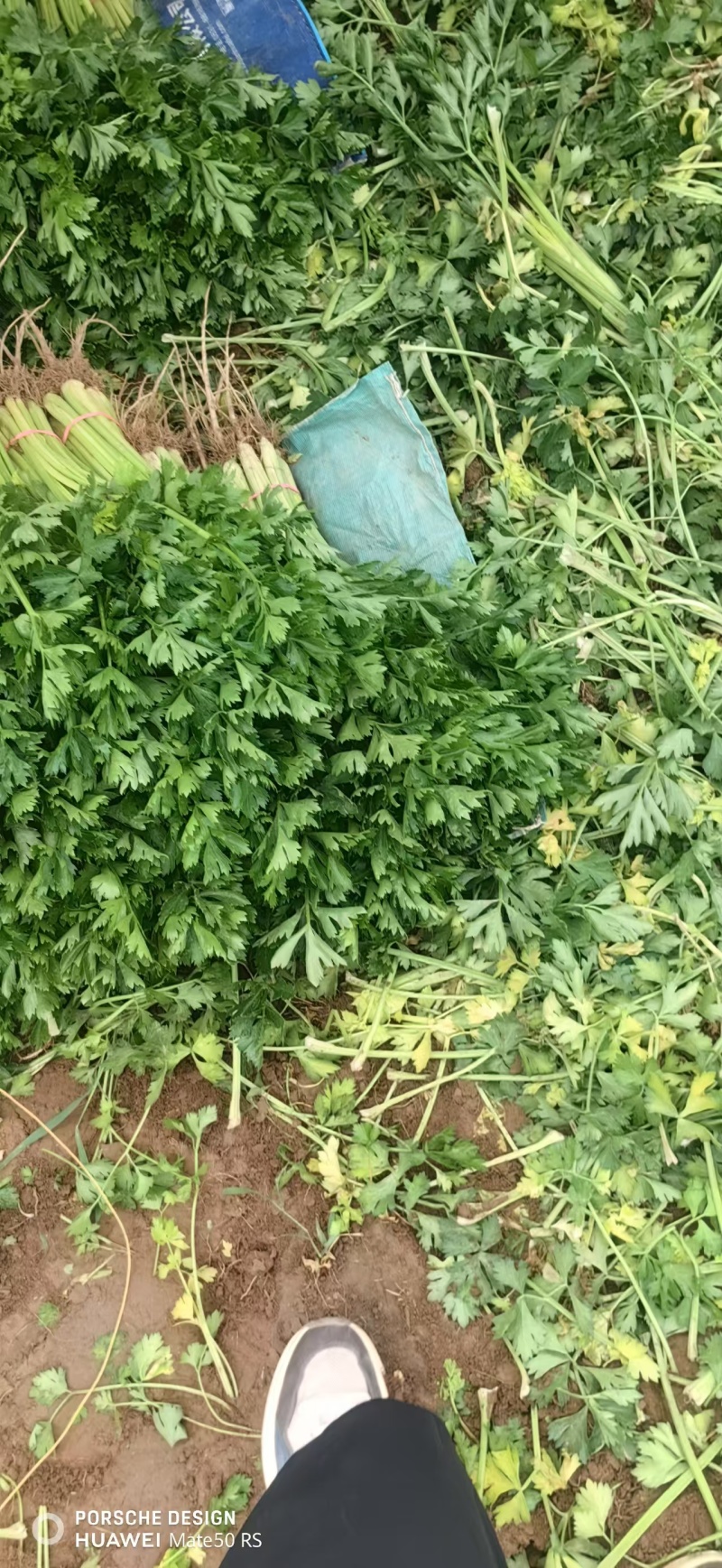 聊城精品香芹大量供应质优价廉对接各地市场
