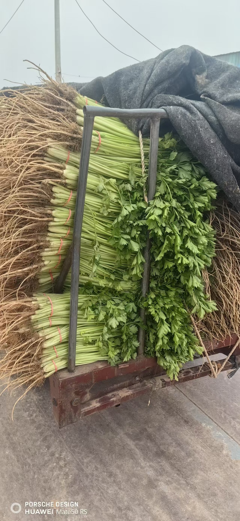 聊城精品香芹大量供应质优价廉对接各地市场