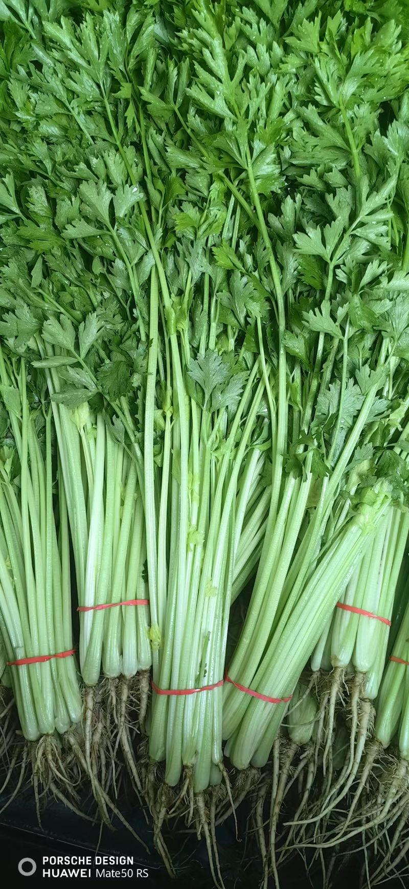 聊城精品香芹大量供应质优价廉对接各地市场