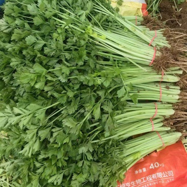 聊城精品香芹大量供应质优价廉对接各地市场
