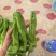鲜辣椒\大邹皮芜湖椒\陕西榆林定边县芜湖椒\大量上市
