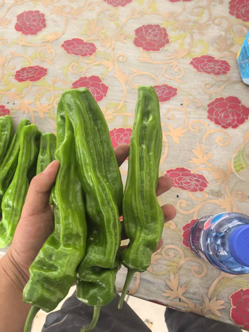 鲜辣椒\大邹皮芜湖椒\陕西榆林定边县芜湖椒\大量上市