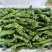 鲜辣椒\大邹皮芜湖椒\陕西榆林定边县芜湖椒\大量上市