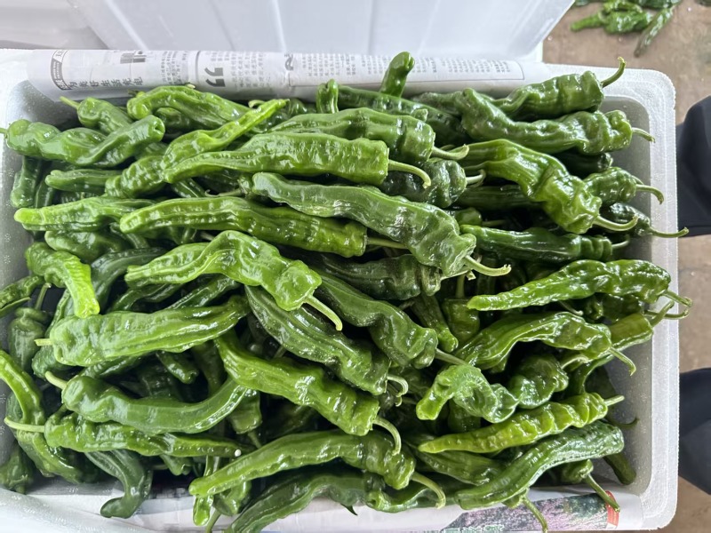 鲜辣椒\大邹皮芜湖椒\陕西榆林定边县芜湖椒\大量上市