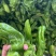 鲜辣椒\大邹皮芜湖椒\陕西榆林定边县芜湖椒\大量上市