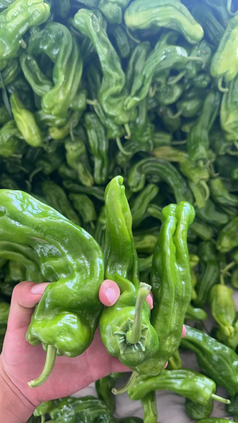 鲜辣椒\大邹皮芜湖椒\陕西榆林定边县芜湖椒\大量上市