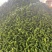 鲜辣椒\大邹皮芜湖椒\陕西榆林定边县芜湖椒\大量上市