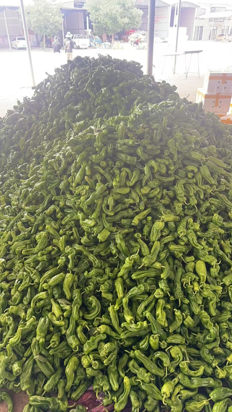 鲜辣椒\大邹皮芜湖椒\陕西榆林定边县芜湖椒\大量上市