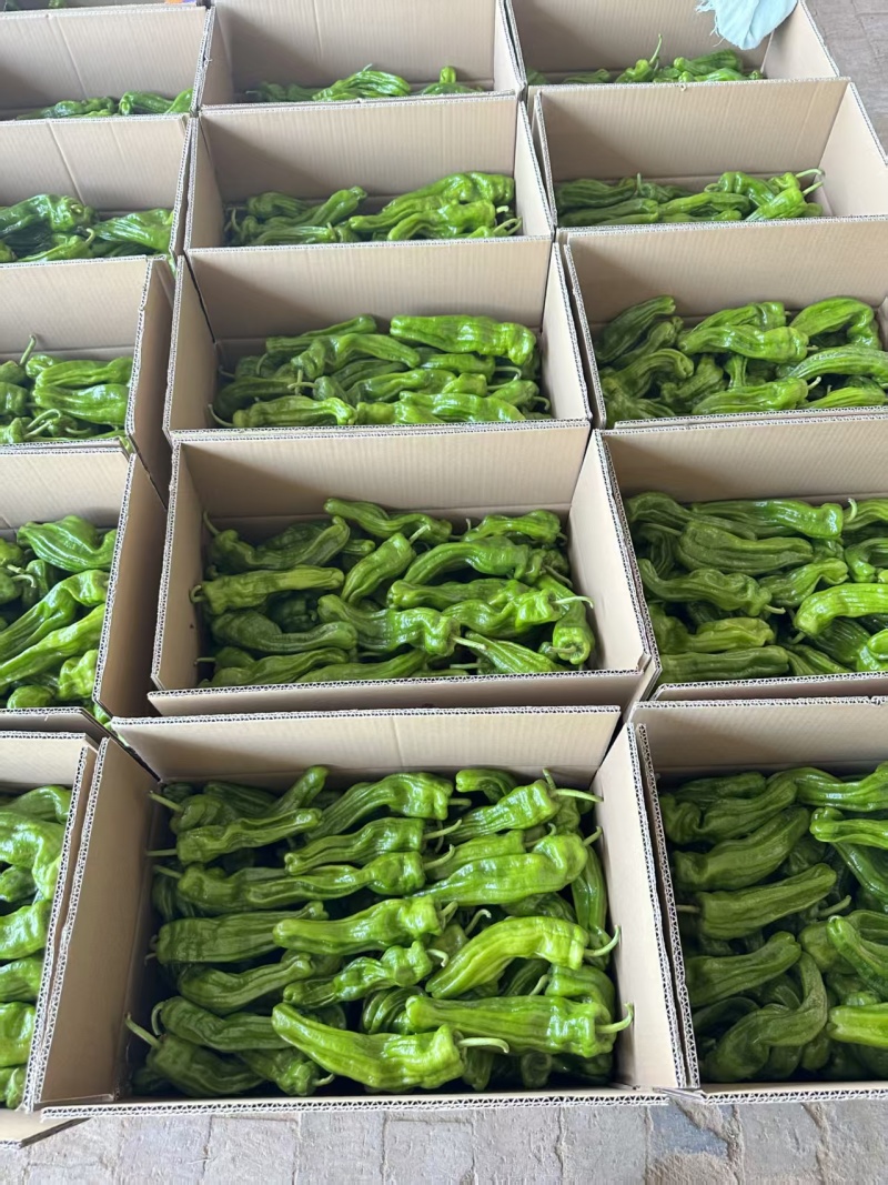 鲜辣椒\大邹皮芜湖椒\陕西榆林定边县芜湖椒\大量上市
