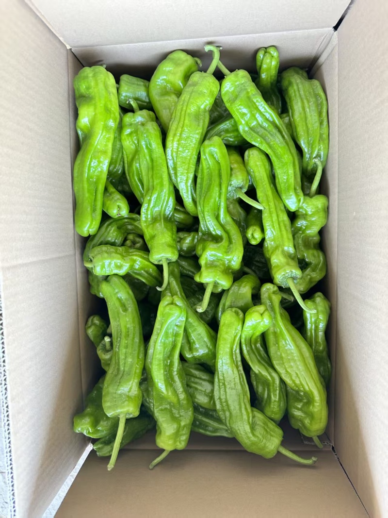 鲜辣椒\大邹皮芜湖椒\陕西榆林定边县芜湖椒\大量上市