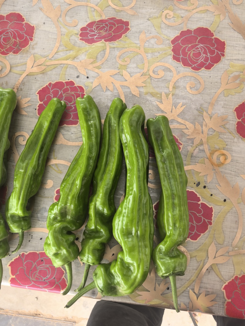 鲜辣椒\大邹皮芜湖椒\陕西榆林定边县芜湖椒\大量上市