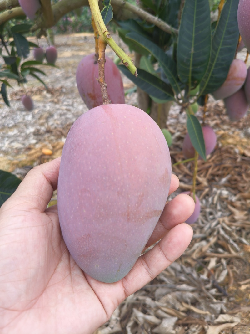 广西百色芒果