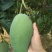 广西百色芒果