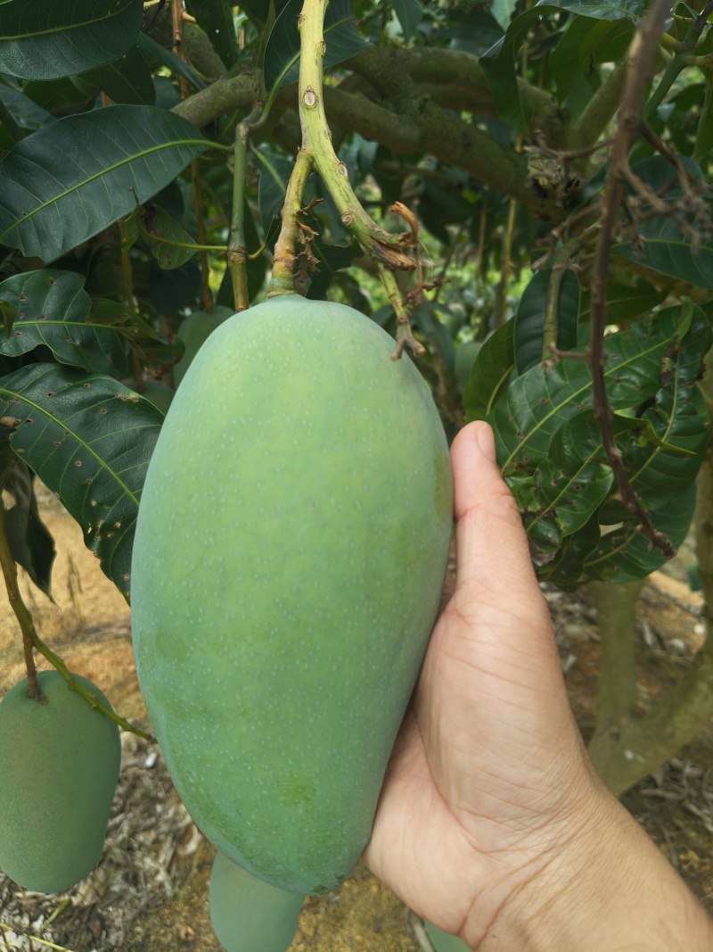 广西百色芒果