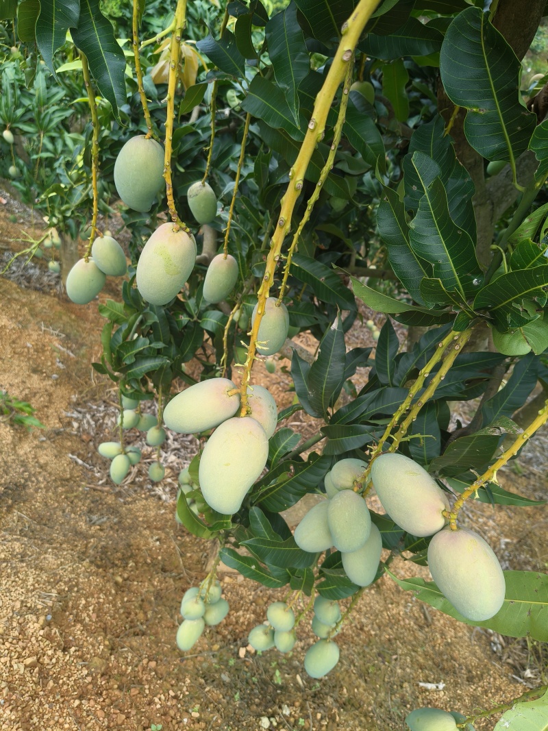 广西百色芒果