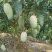 广西百色芒果
