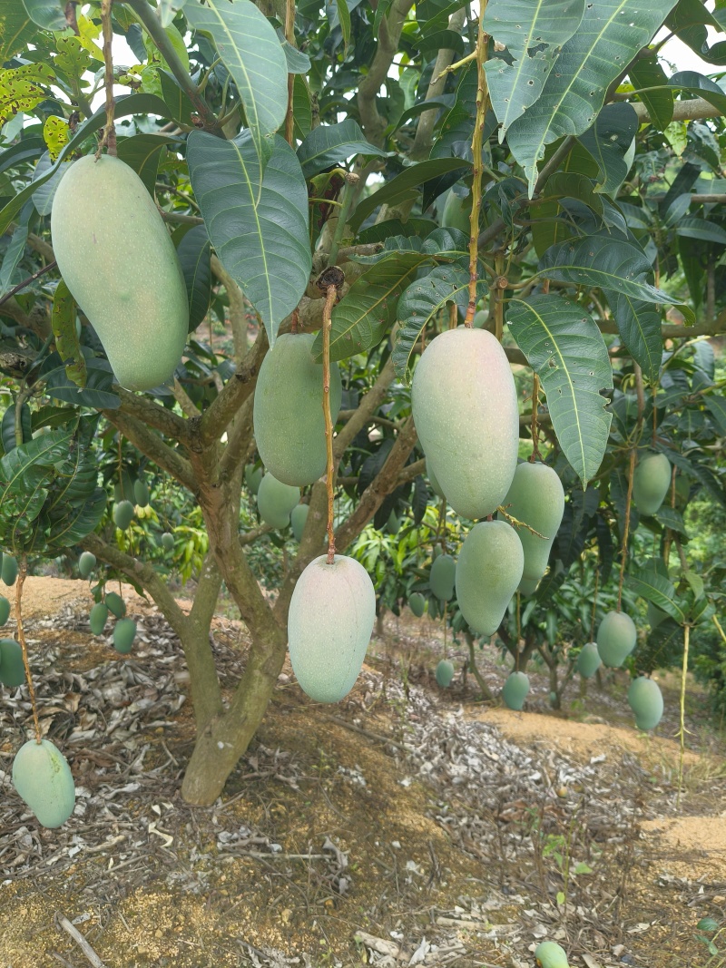 广西百色芒果