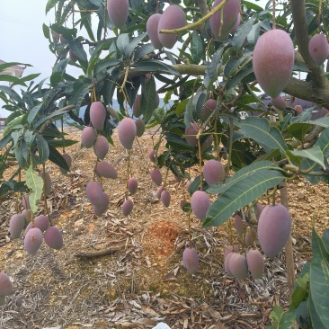 广西百色芒果