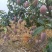 广西百色芒果