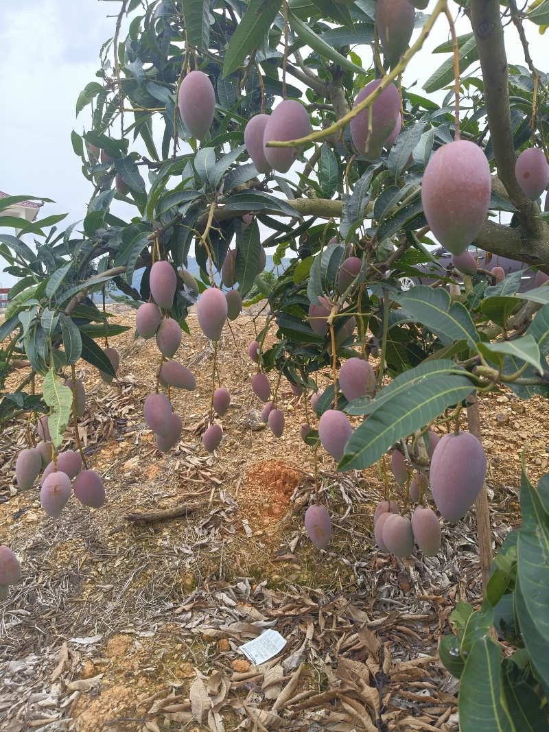广西百色芒果
