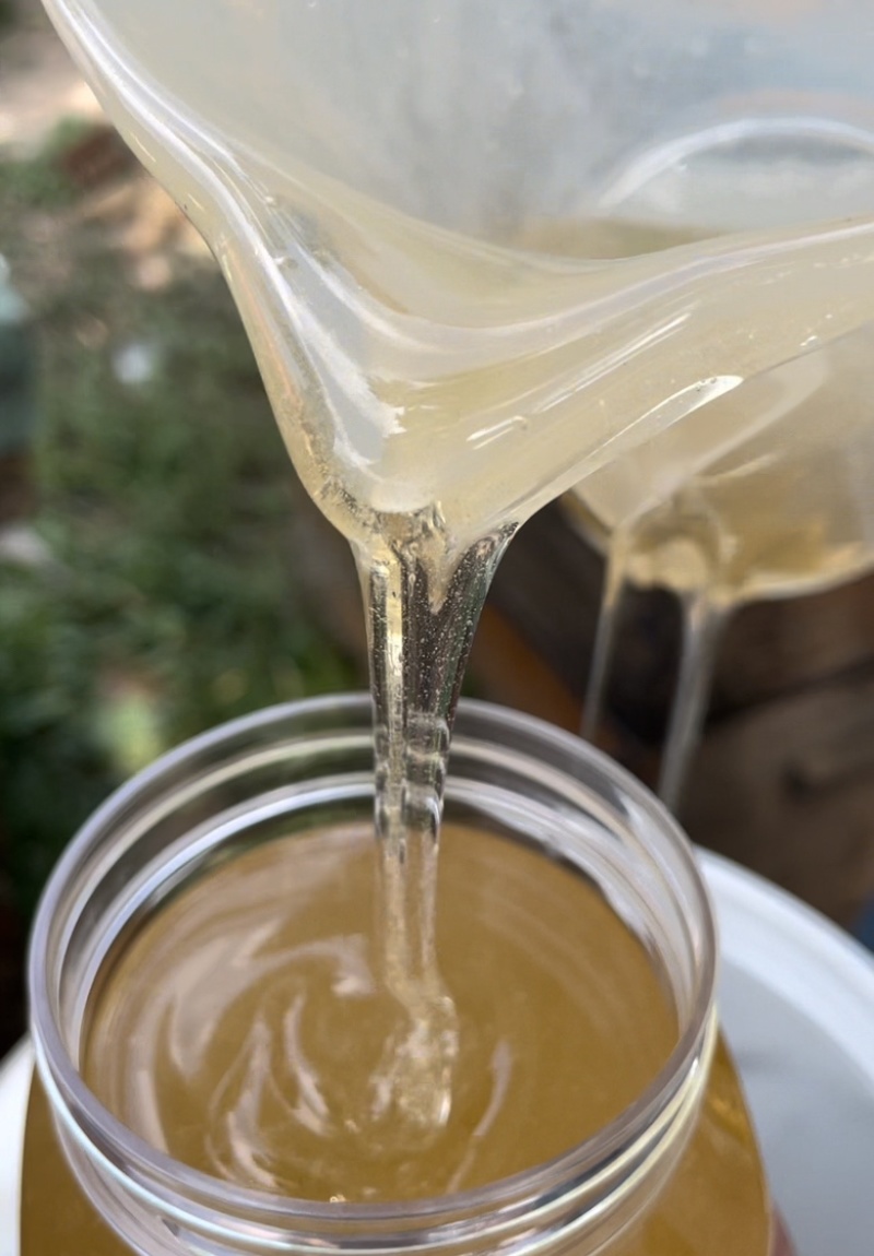 荆条蜜，大桶一件起售，每桶150斤。
