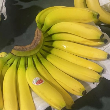 专业进口香蕉批发
