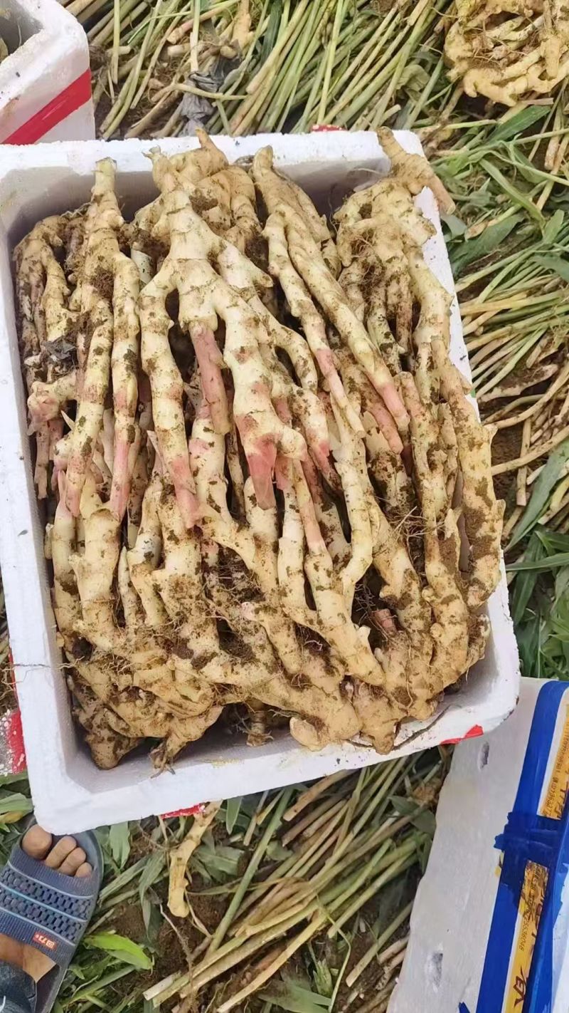 仔姜