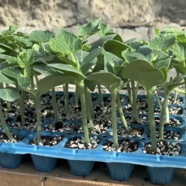 旱黄瓜苗品质保证大量有货价格美丽