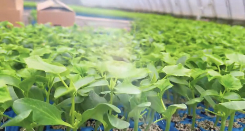 旱黄瓜苗品质保证大量有货价格美丽