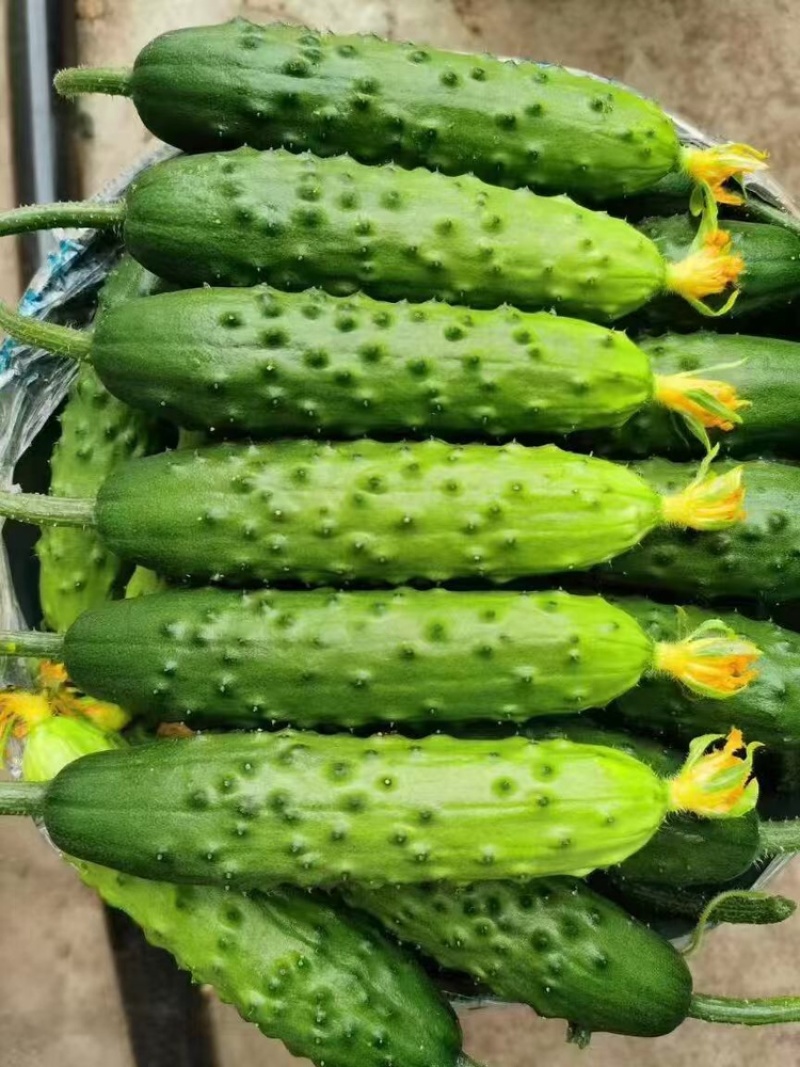 旱黄瓜苗品质保证大量有货价格美丽