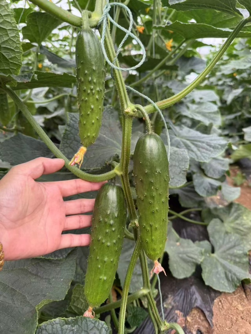 旱黄瓜苗品质保证大量有货价格美丽