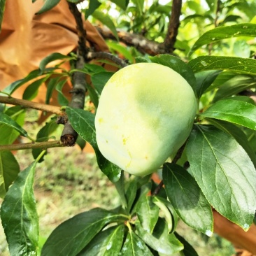 黄金奈李
