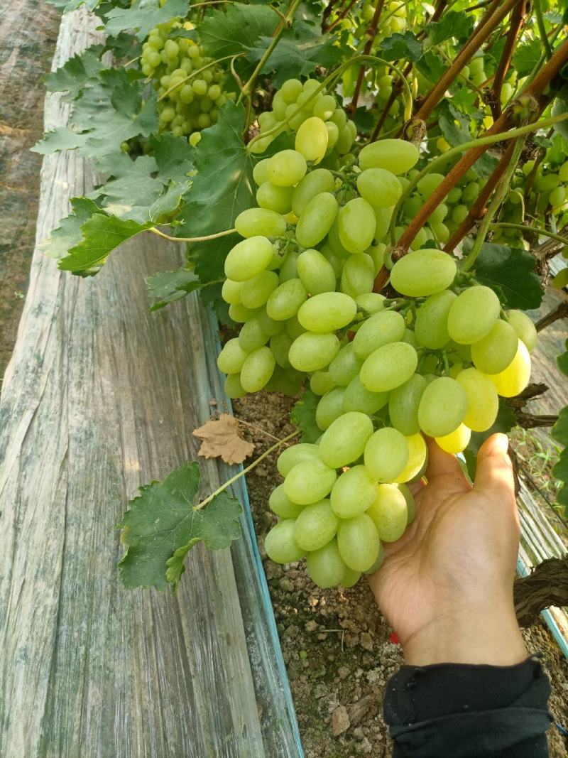 河北维多利亚葡萄
