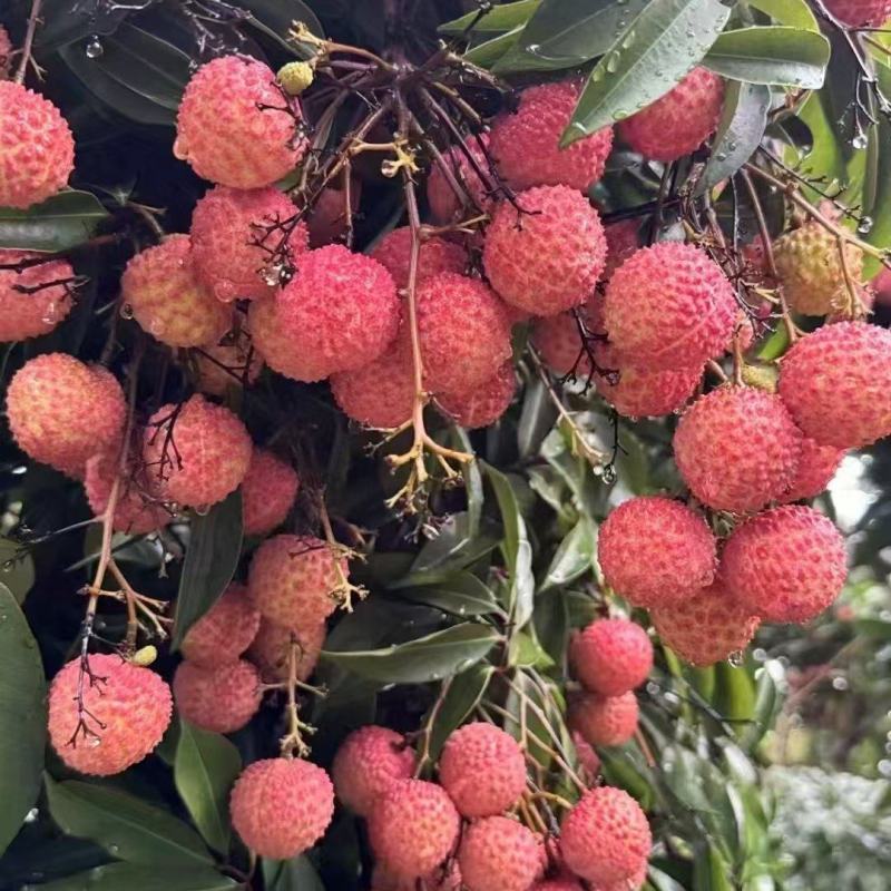 灵山桂味