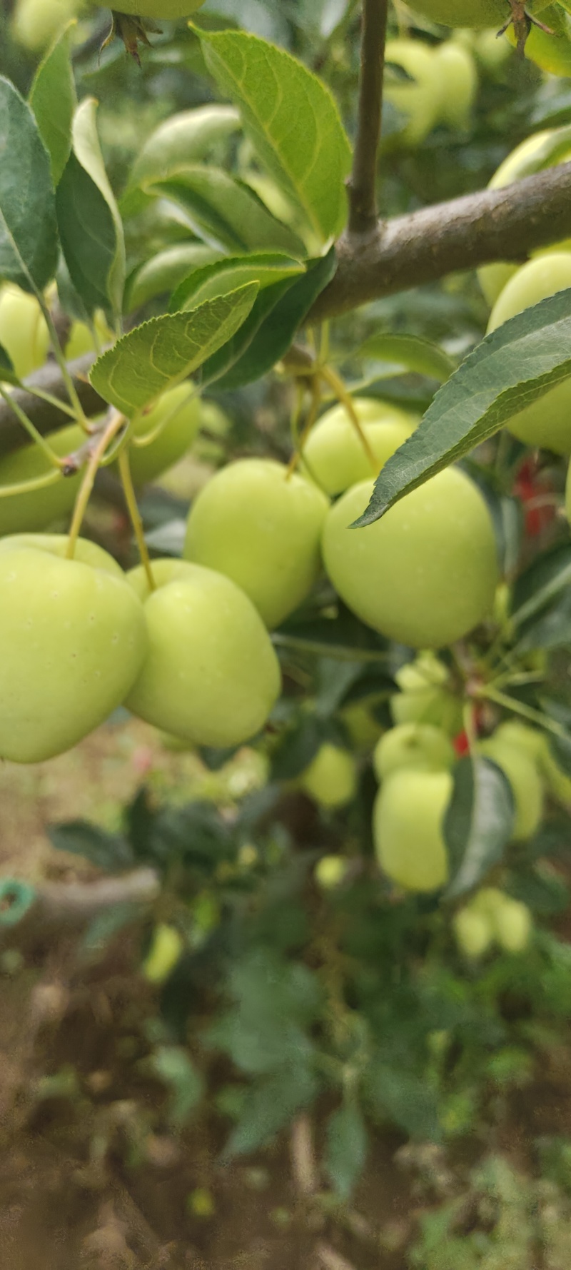 123小苹果质量保证价格合理