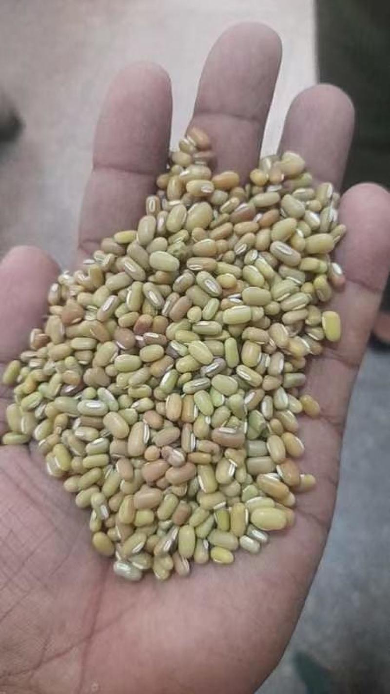 竹豆绿竹豆进口2025年产