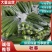 福建漳州精品秋葵质量可靠大量上市全国发货随时装车净重14斤