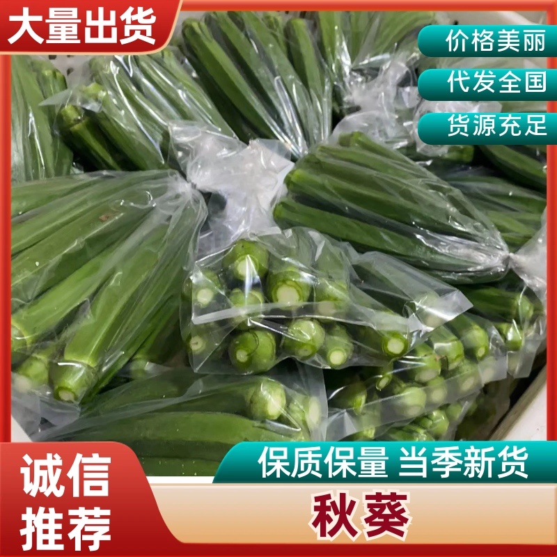 福建漳州精品秋葵质量可靠大量上市全国发货随时装车净重14斤