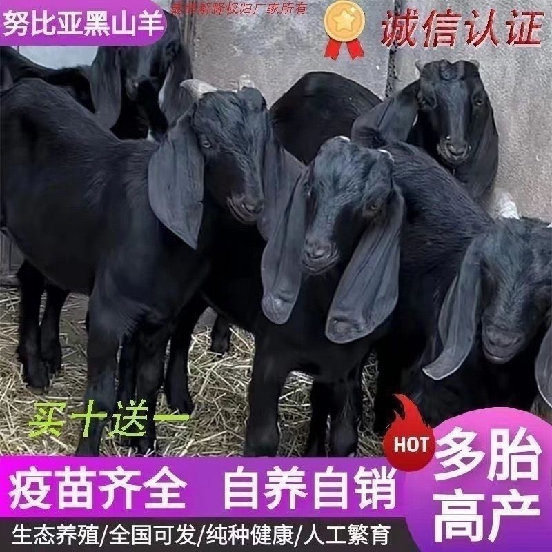黑山羊