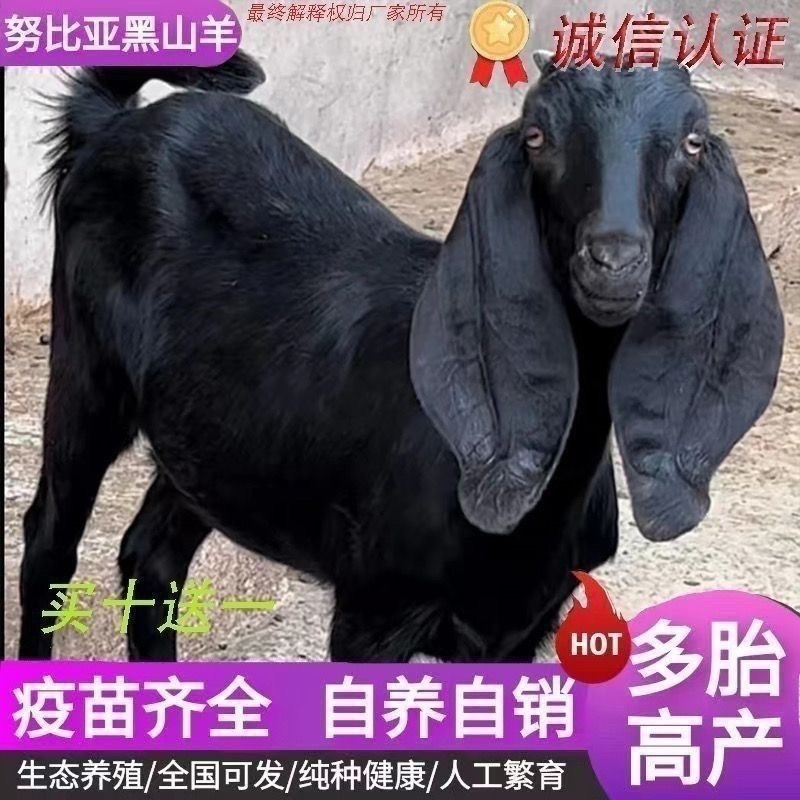 黑山羊